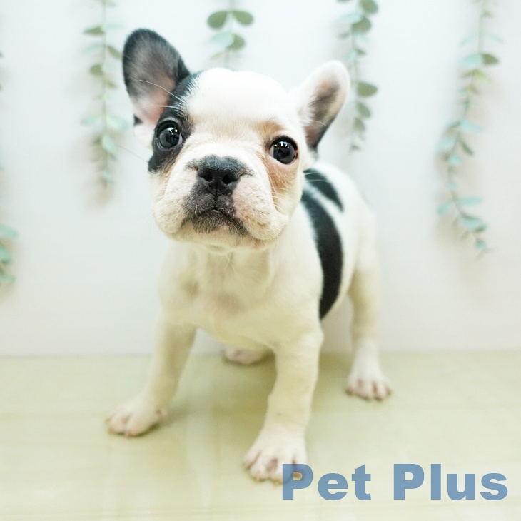 岡山県のフレンチブルドッグ (ペットプラス 岡山店/2025年10月31日生まれ/女の子/パイド)の子犬の1枚目の画像