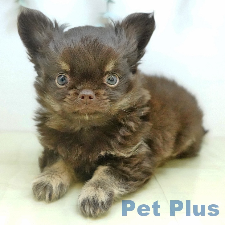 岡山県のチワワ(ロング) (ペットプラス 岡山店/2025年11月2日生まれ/男の子/チョコレートクリーム)の子犬の1枚目の画像