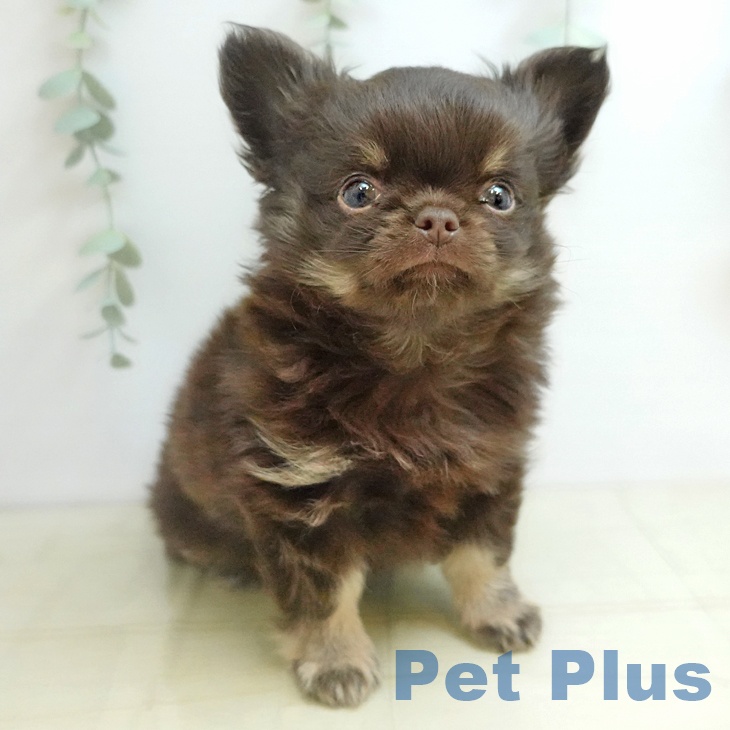 岡山県のチワワ(ロング) (ペットプラス 岡山店/2025年11月2日生まれ/男の子/チョコレートクリーム)の子犬の2枚目の画像