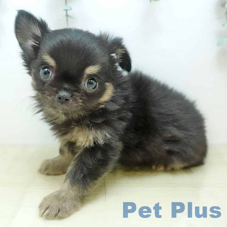 岡山県のチワワ(ロング) (ペットプラス 岡山店/2025年11月2日生まれ/男の子/ブラッククリーム)の子犬の2枚目の画像