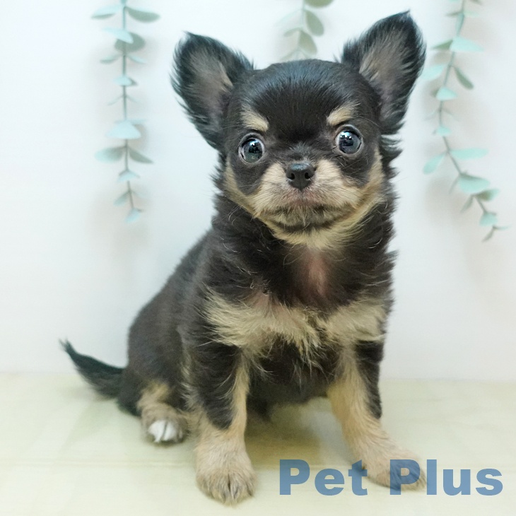 岡山県のチワワ(ロング) (ペットプラス 岡山店/2025年11月2日生まれ/女の子/ブラッククリーム)の子犬の1枚目の画像