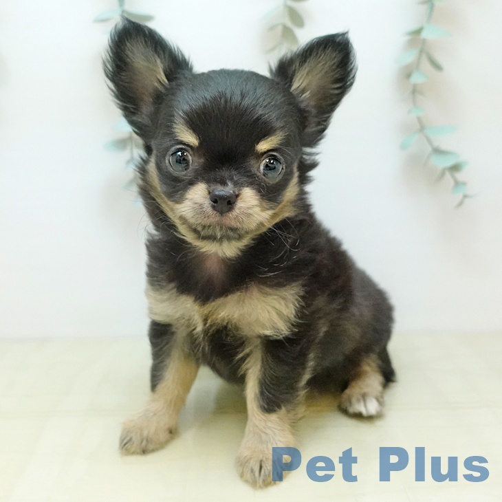 岡山県のチワワ(ロング) (ペットプラス 岡山店/2025年11月2日生まれ/女の子/ブラッククリーム)の子犬の2枚目の画像