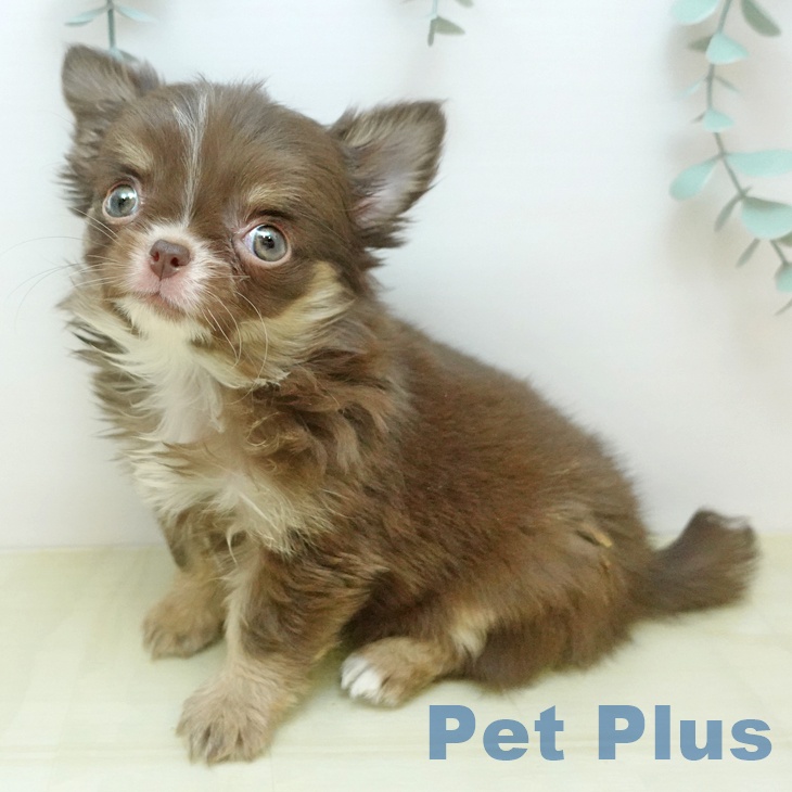 岡山県のチワワ(ロング) (ペッツワン 岡山南店/2025年11月2日生まれ/女の子/チョコレートクリームホワイト)の子犬の1枚目の画像