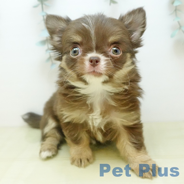 岡山県のチワワ(ロング) (ペッツワン 岡山南店/2025年11月2日生まれ/女の子/チョコレートクリームホワイト)の子犬の2枚目の画像