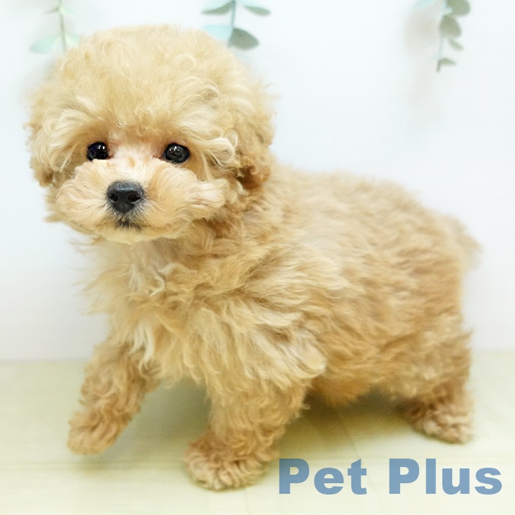 香川県のトイプードル(トイ) (ペットプラス 綾川店/2025年10月23日生まれ/男の子/アプリコット)の子犬の1枚目の画像