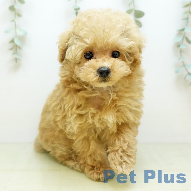 香川県のトイプードル(トイ) (ペットプラス 綾川店/2025年10月23日生まれ/男の子/アプリコット)の子犬の2枚目の画像