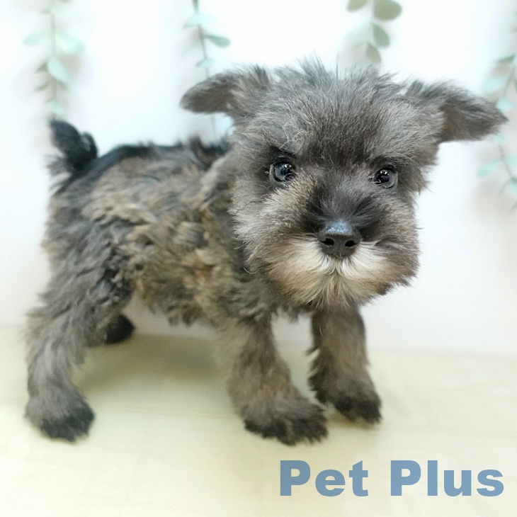 岡山県のミニチュアシュナウザー (ペッツワン 岡山南店/2025年11月1日生まれ/男の子/ソルトペッパー)の子犬の1枚目の画像