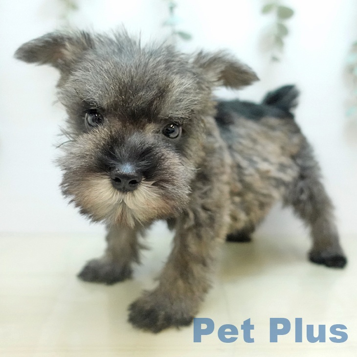 岡山県のミニチュアシュナウザー (ペッツワン 岡山南店/2025年11月1日生まれ/男の子/ソルトペッパー)の子犬の2枚目の画像