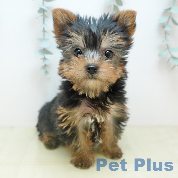 岡山県のヨークシャーテリア (ペッツワン 岡山南店/2025年10月29日生まれ/女の子/スチールブルータン)の子犬の1枚目の画像