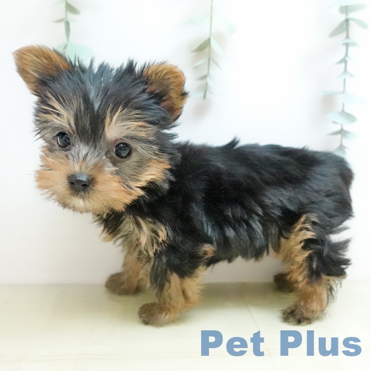 岡山県のヨークシャーテリア (ペッツワン 岡山南店/2025年10月29日生まれ/女の子/スチールブルータン)の子犬の2枚目の画像