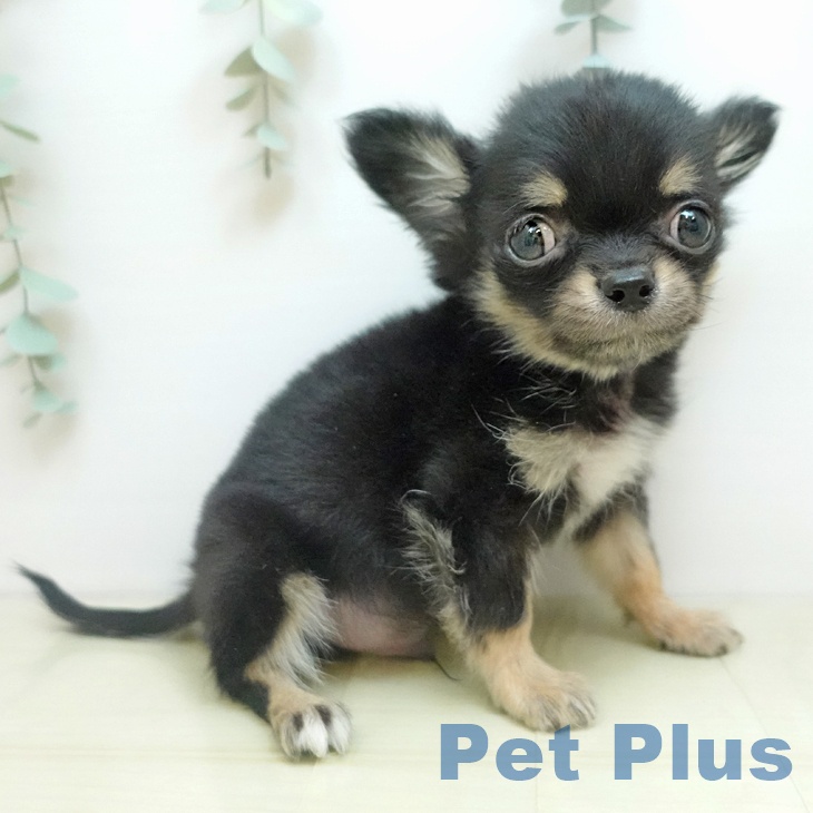 香川県のチワワ(ロング) (ペットプラス 綾川店/2025年11月2日生まれ/男の子/ブラッククリーム)の子犬の1枚目の画像