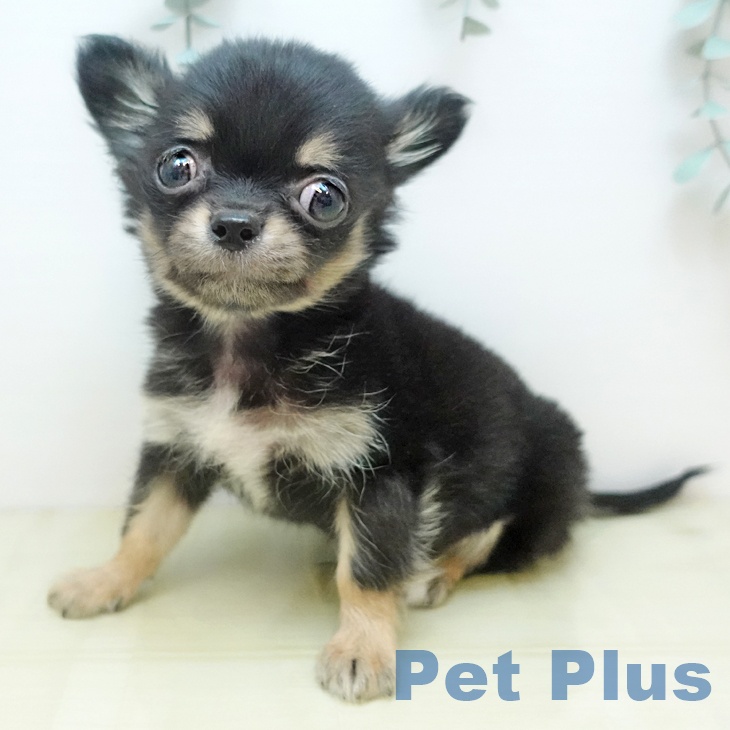 香川県のチワワ(ロング) (ペットプラス 綾川店/2025年11月2日生まれ/男の子/ブラッククリーム)の子犬の2枚目の画像