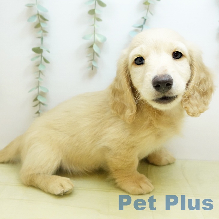 愛媛県のミニチュアダックスフンド(ロング) (ペットプラス 新居浜店/2025年11月3日生まれ/男の子/イエロー)の子犬の2枚目の画像