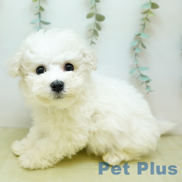 香川県のビションフリーゼ (ペットプラス 高松店/2025年11月4日生まれ/男の子/ホワイト)の子犬の1枚目の画像