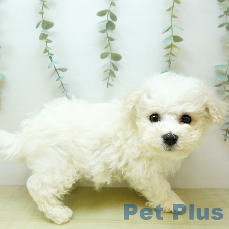 香川県のビションフリーゼ (ペットプラス 高松店/2025年11月4日生まれ/男の子/ホワイト)の子犬の2枚目の画像