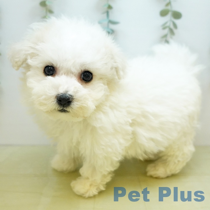 愛媛県のビションフリーゼ (ペットプラス 新居浜店/2025年11月4日生まれ/男の子/ホワイト)の子犬の1枚目の画像