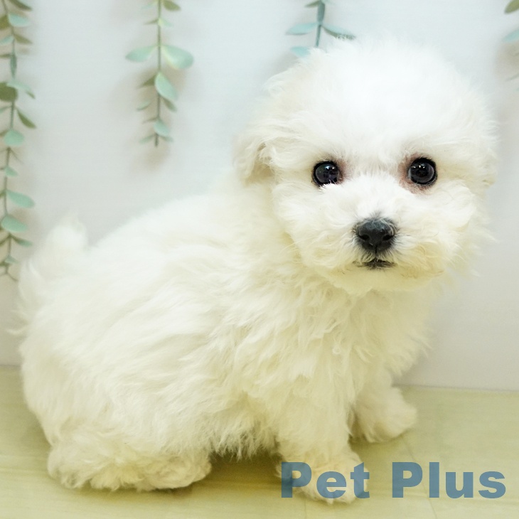 愛媛県のビションフリーゼ (ペットプラス 新居浜店/2025年11月4日生まれ/男の子/ホワイト)の子犬の2枚目の画像