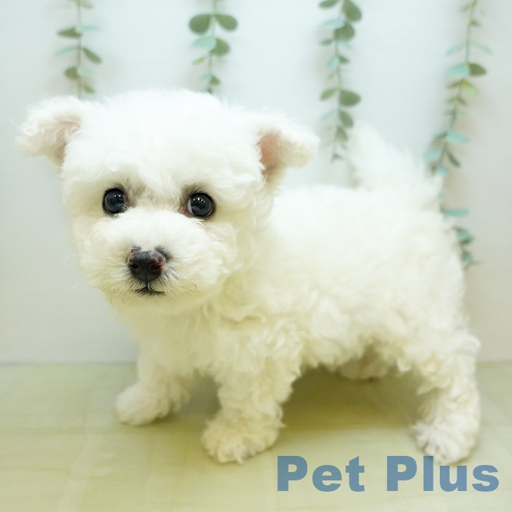 徳島県のビションフリーゼ (ペットプラス 徳島店/2025年11月6日生まれ/男の子/ホワイト)の子犬の1枚目の画像