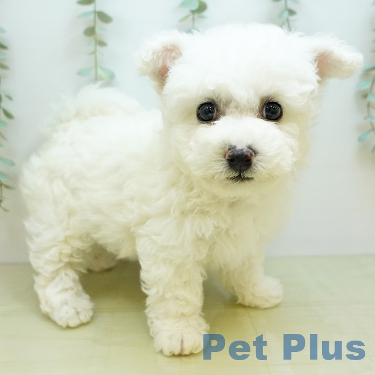 徳島県のビションフリーゼ (ペットプラス 徳島店/2025年11月6日生まれ/男の子/ホワイト)の子犬の2枚目の画像