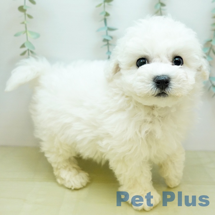 岡山県のビションフリーゼ (ペッツワン 岡山南店/2025年11月6日生まれ/男の子/ホワイト)の子犬の1枚目の画像