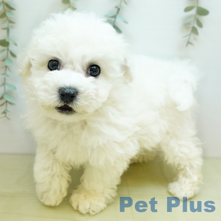 岡山県のビションフリーゼ (ペッツワン 岡山南店/2025年11月6日生まれ/男の子/ホワイト)の子犬の2枚目の画像