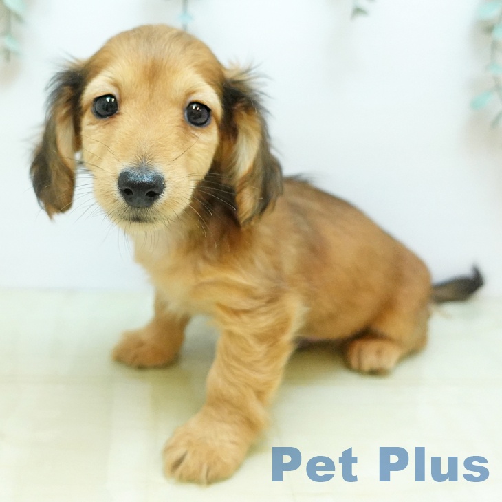 岡山県のカニンヘンダックスフンド(ロング) (ペットプラス 岡山店/2025年10月28日生まれ/男の子/レッド)の子犬の1枚目の画像