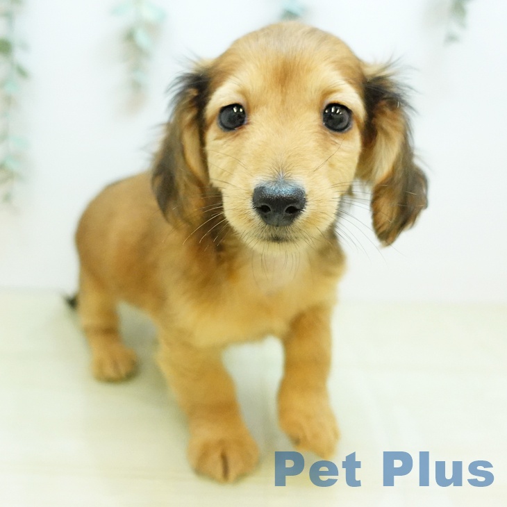 岡山県のカニンヘンダックスフンド(ロング) (ペットプラス 岡山店/2025年10月28日生まれ/男の子/レッド)の子犬の2枚目の画像