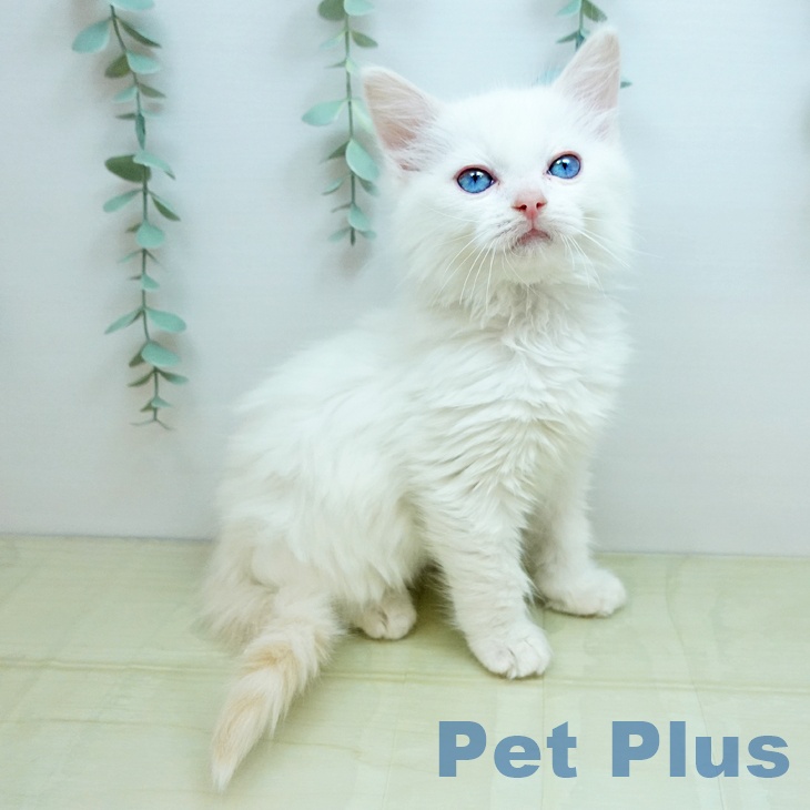鳥取県のラグドール (ペッツワン 日吉津店/2025年10月27日生まれ/男の子/クリームポイントバイカラー)の子猫の1枚目の画像