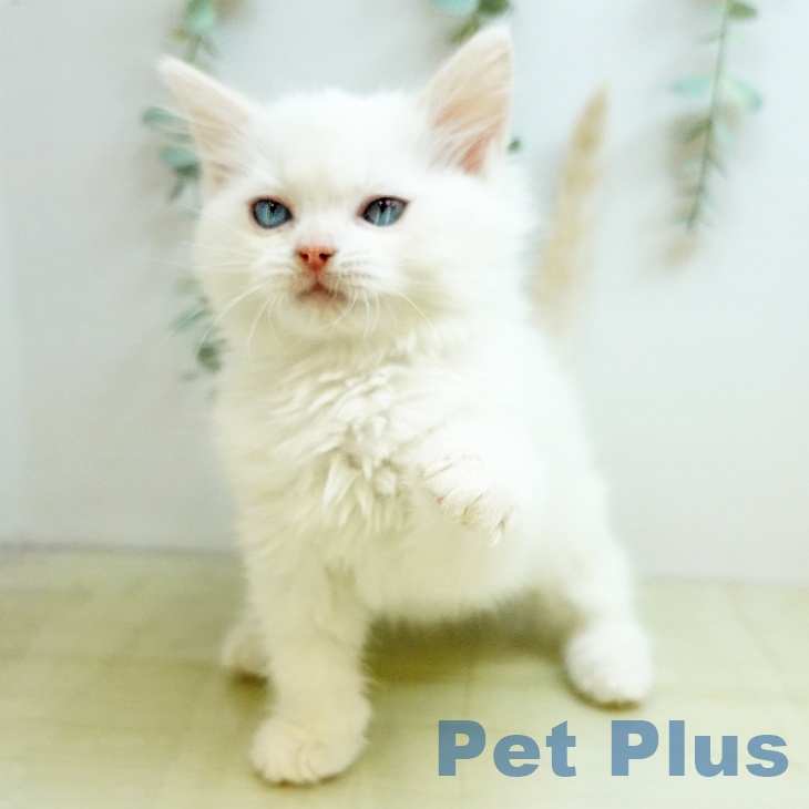 岡山県のラグドール (ペットプラス 岡山店/2025年10月27日生まれ/男の子/クリームポイントバイカラー)の子猫の2枚目の画像