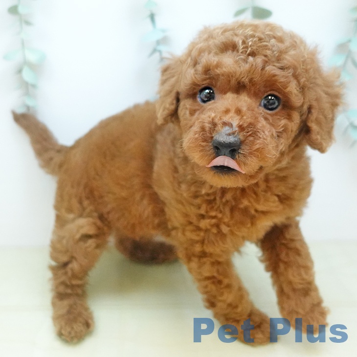鳥取県のトイプードル(トイ) (ペッツワン 日吉津店/2025年11月7日生まれ/男の子/レッド)の子犬の1枚目の画像