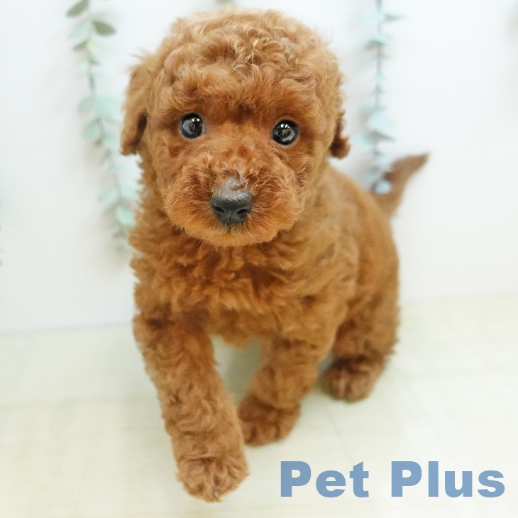 鳥取県のトイプードル(トイ) (ペッツワン 日吉津店/2025年11月7日生まれ/男の子/レッド)の子犬の2枚目の画像