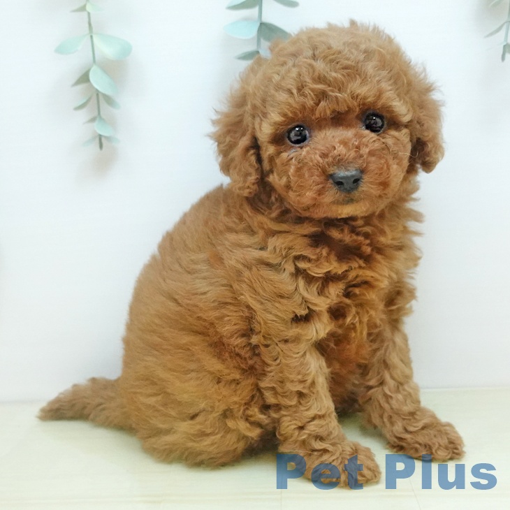 愛媛県のトイプードル(トイ) (ペットプラス 新居浜店/2025年11月7日生まれ/女の子/レッド)の子犬の2枚目の画像