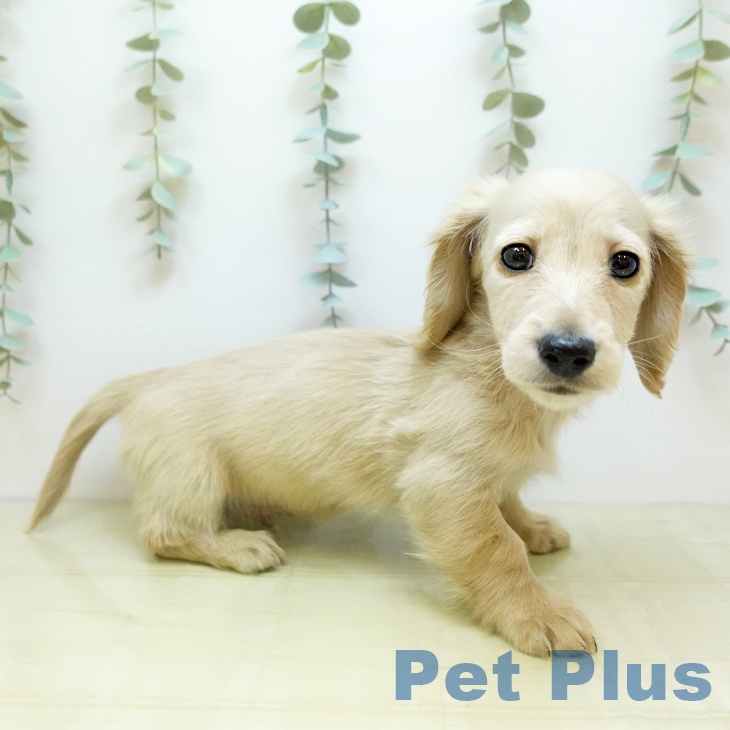 大阪府のミニチュアダックスフンド(ロング) (ペットプラス 鶴見店/2025年11月8日生まれ/男の子/イエロー)の子犬の1枚目の画像