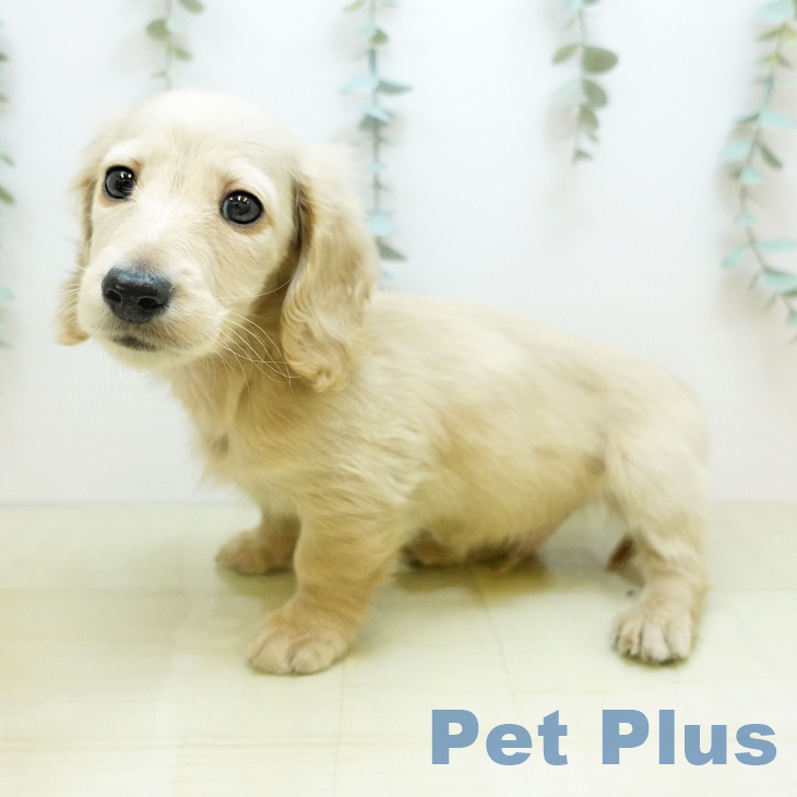 大阪府のミニチュアダックスフンド(ロング) (ペットプラス 鶴見店/2025年11月8日生まれ/男の子/イエロー)の子犬の2枚目の画像