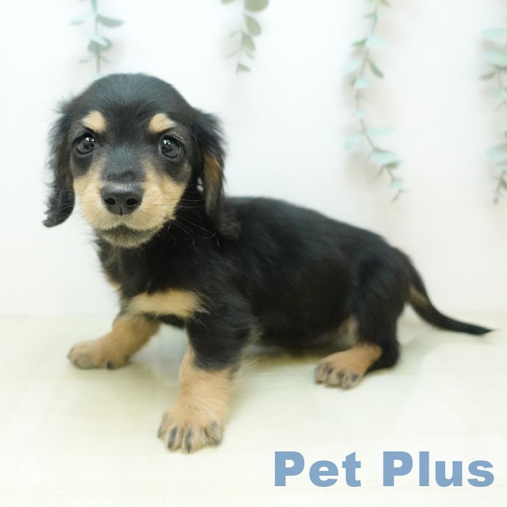 京都府のミニチュアダックスフンド(ロング) (ペットプラス イオンモールKYOTO店/2025年11月3日生まれ/男の子/ブラックタン)の子犬の1枚目の画像