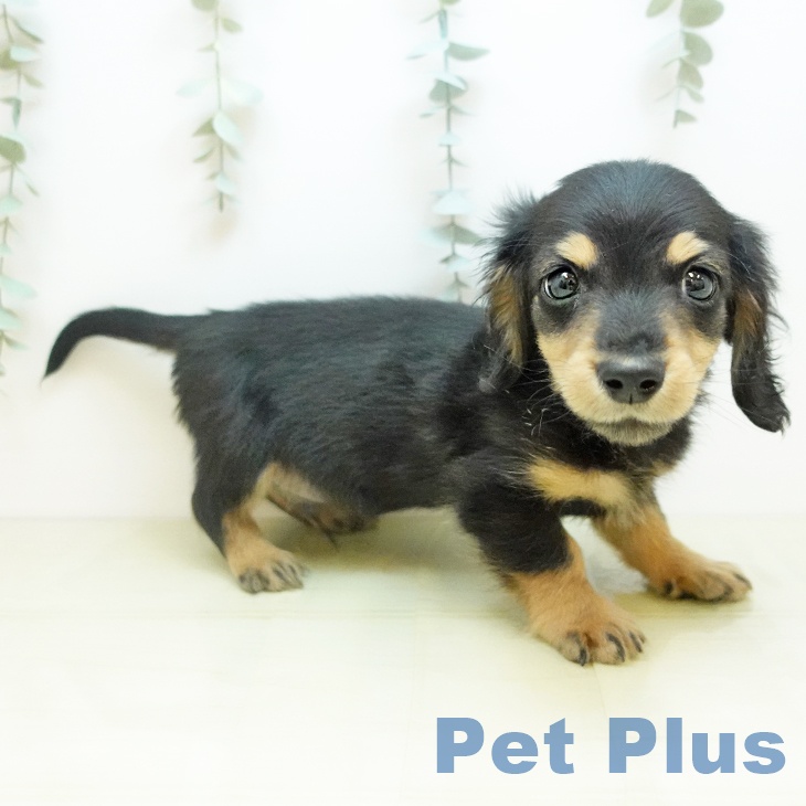 京都府のミニチュアダックスフンド(ロング) (ペットプラス イオンモールKYOTO店/2025年11月3日生まれ/男の子/ブラックタン)の子犬の2枚目の画像