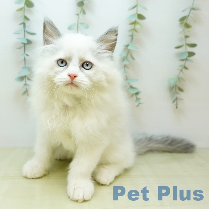 大阪府のラグドール (ペットプラス 鶴見店/2025年11月1日生まれ/男の子/ブルーポイントバイカラー)の子猫の1枚目の画像