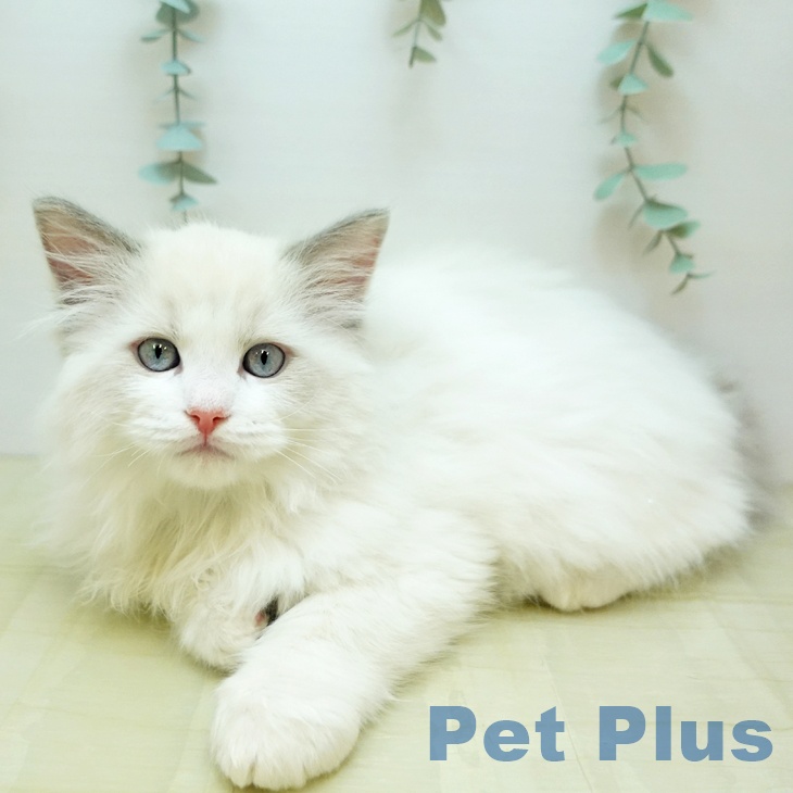 大阪府のラグドール (ペットプラス イオン大日店/2025年11月1日生まれ/男の子/ブルーポイントバイカラー)の子猫の1枚目の画像