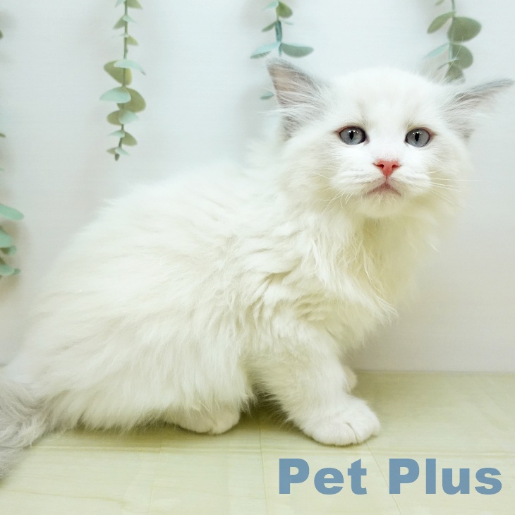 大阪府のラグドール (ペットプラス イオン大日店/2025年11月1日生まれ/男の子/ブルーポイントバイカラー)の子猫の2枚目の画像