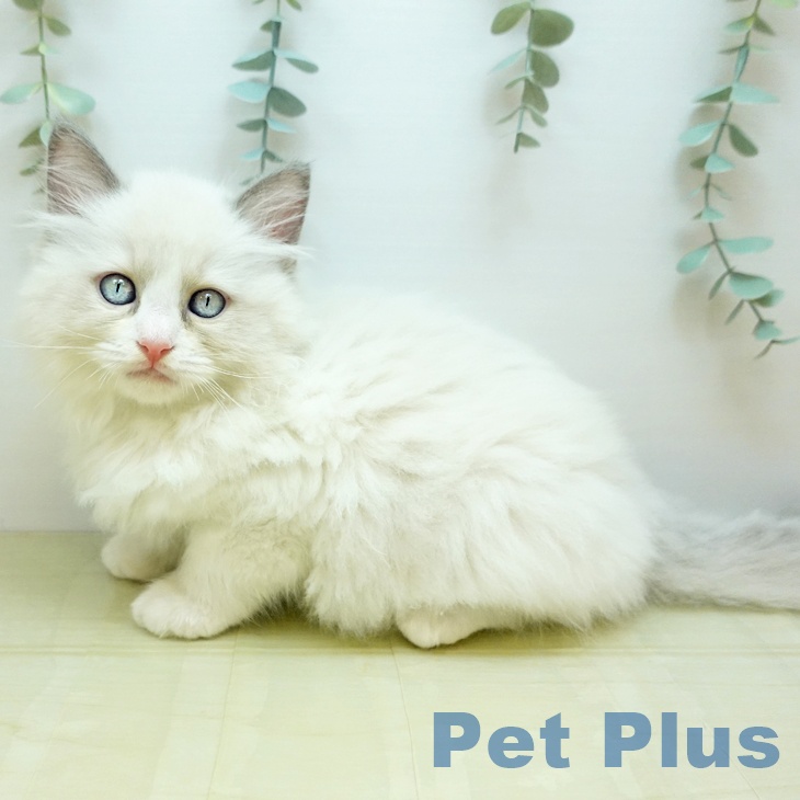 京都府のラグドール (ペットプラス 京都桂川店/2025年11月1日生まれ/男の子/ブルーポイントバイカラー)の子猫の1枚目の画像