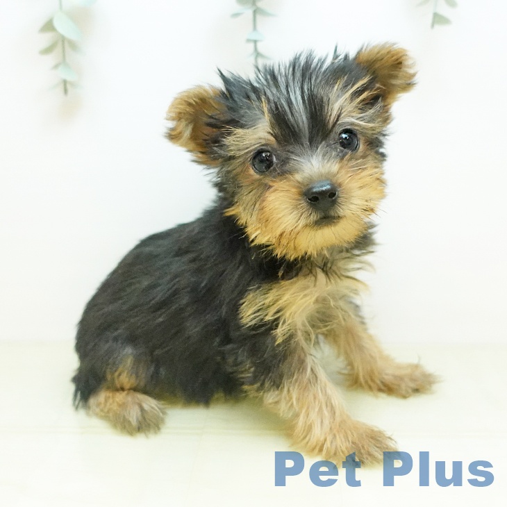 兵庫県のヨークシャーテリア (ペットプラス 神戸三宮店/2025年10月28日生まれ/女の子/スチールブルータン)の子犬の1枚目の画像