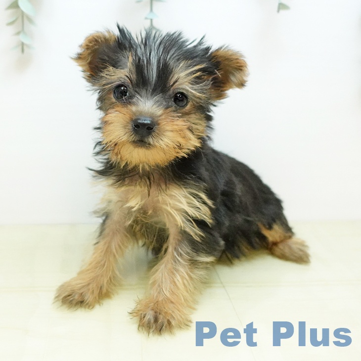 兵庫県のヨークシャーテリア (ペットプラス 神戸三宮店/2025年10月28日生まれ/女の子/スチールブルータン)の子犬の2枚目の画像