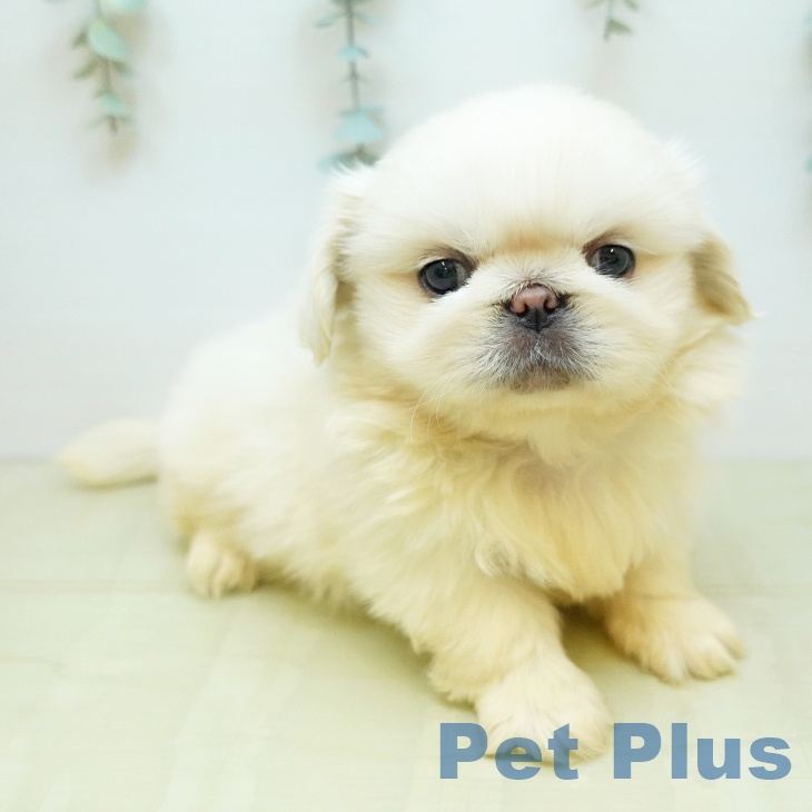大阪府のペキニーズ (ペットプラス 四條畷店/2025年11月6日生まれ/男の子/クリーム)の子犬の1枚目の画像