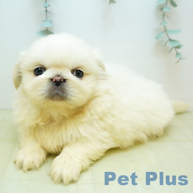 大阪府のペキニーズ (ペットプラス 四條畷店/2025年11月6日生まれ/男の子/クリーム)の子犬の2枚目の画像