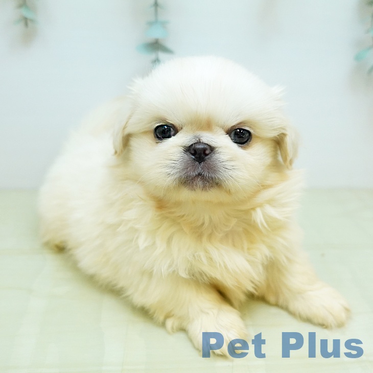 大阪府のペキニーズ (ペットプラス 鶴見店/2025年11月6日生まれ/男の子/クリーム)の子犬の1枚目の画像