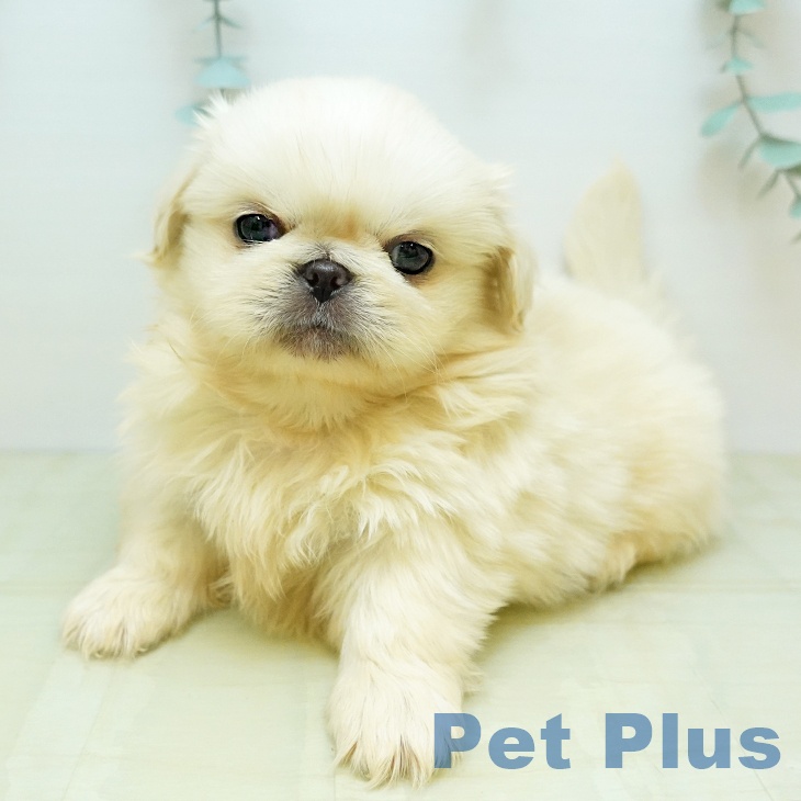 大阪府のペキニーズ (ペットプラス 鶴見店/2025年11月6日生まれ/男の子/クリーム)の子犬の2枚目の画像