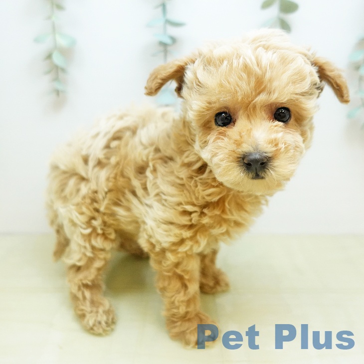 香川県のトイプードル(トイ) (ペットプラス 高松店/2025年11月5日生まれ/男の子/アプリコット)の子犬の2枚目の画像