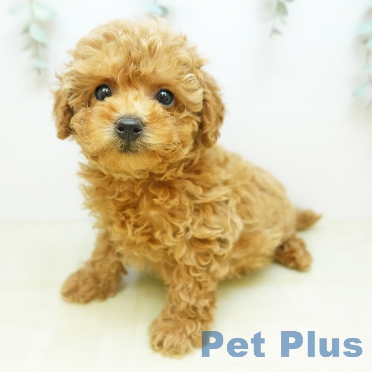 香川県のトイプードル(トイ) (ペットプラス 綾川店/2025年11月5日生まれ/女の子/アプリコット)の子犬の1枚目の画像