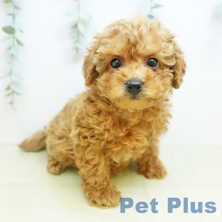 香川県のトイプードル(トイ) (ペットプラス 綾川店/2025年11月5日生まれ/女の子/アプリコット)の子犬の2枚目の画像