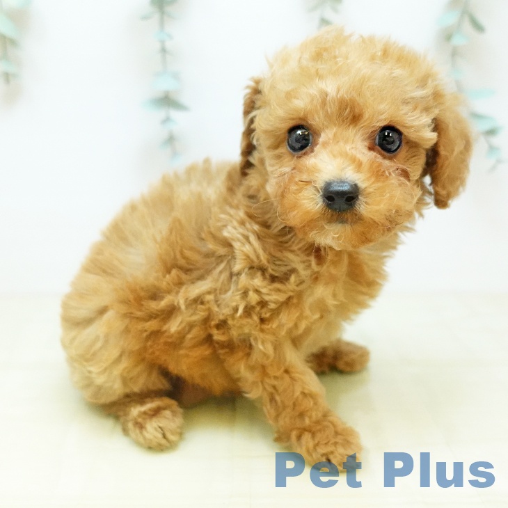 岡山県のトイプードル(トイ) (ペットプラス 岡山店/2025年11月6日生まれ/男の子/アプリコット)の子犬の2枚目の画像